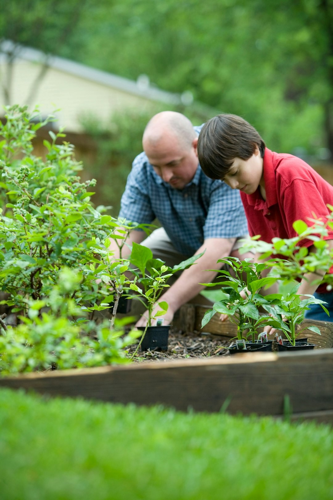 In so many ways, gardening is a very beneficial activity, not only for the environment, but for those who partake in this exercise. This father and son were thoroughly enjoying the fresh outdoor air, as they were planting what appeared to be vegetables in their raised-bed home garden.